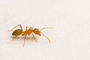 Ant Control