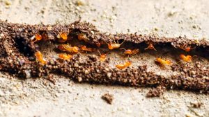 Subterranean Termites