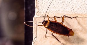 Close-up comparison of a German cockroach and an American cockroach for cockroach control in Singapore